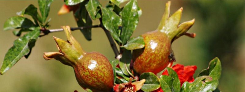 Vinaora Nivo Slider 3.x